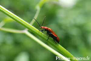 Pyrochroa serraticornis