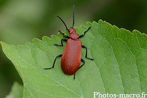 Pyrochroa serraticornis