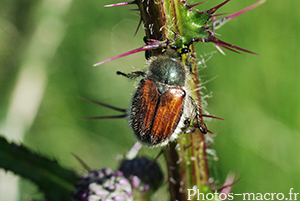 Anisoplia villosa