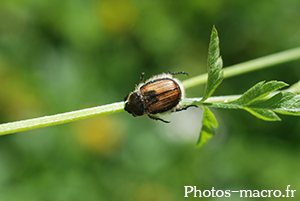 Anisoplia villosa