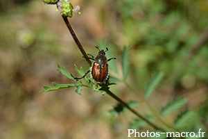 Anisoplia villosa