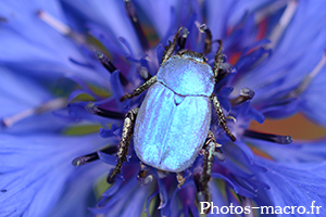 Hoplia coerulea