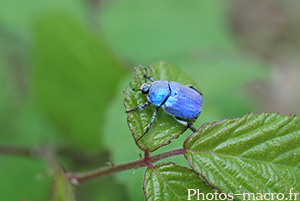 Hoplia coerulea