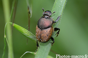 Onthophagus lemur