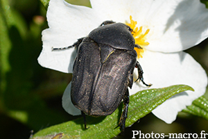 Potosia opaca