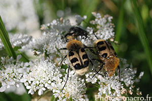 Trichius rosaceus