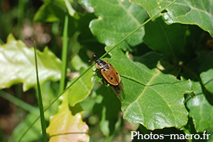 Dendroxena quadrimaculata