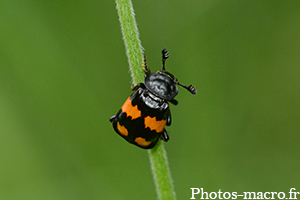 Nicrophorus vespilloides