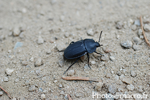 Silpha carinata