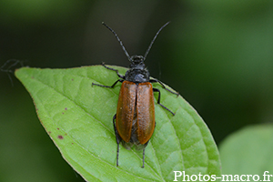 Omophlus lepturoides