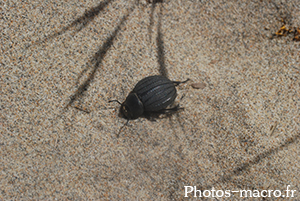 Pimelia bipunctata