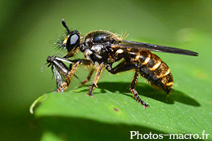 Choerades marginata