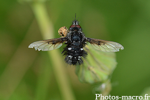 Bombylella atra