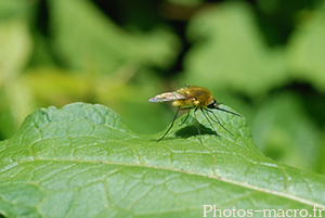 Bombylius sp