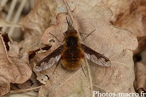 Bombylius major