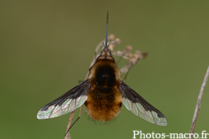 Bombylius major