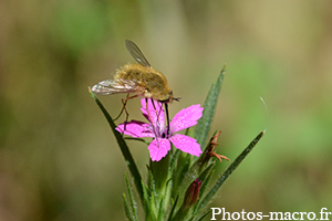 Bombylius minor