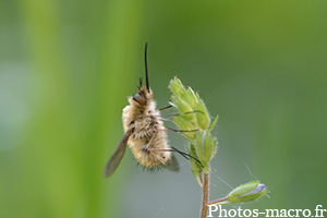 Bombylius minor