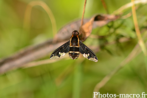 Hemipenthes maura