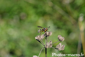 Conops quadrifasciatus