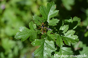 Conops quadrifasciatus