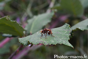 Sicus ferrugineus