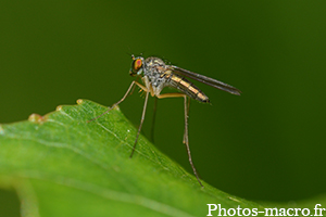 Dolichopus sp.