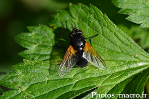 Mesembrina meridiana