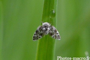 Ulomyia fuliginosa