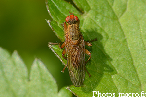 Scathophaga stercoraria