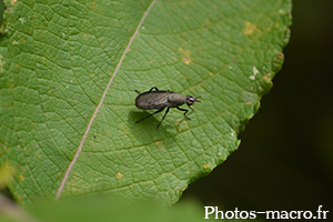 Coremacera marginata