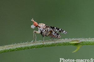 Trypetoptera punctulata