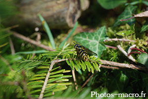 Chrysotoxum elegans