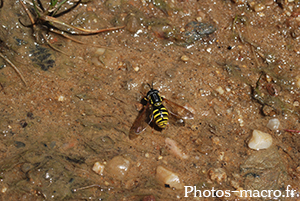 Chrysotoxum elegans