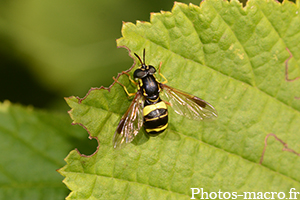 Chrysotoxum bicinctum