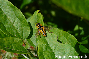 Helophilus pendulus