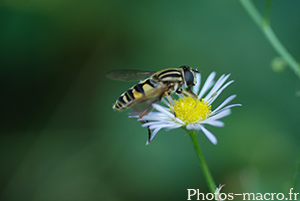 Helophilus-trivittatus