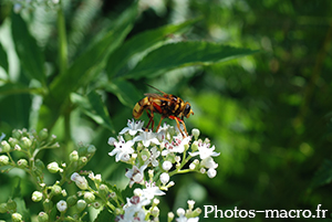 Milesia crabroniformis