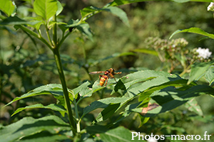 Milesia crabroniformis