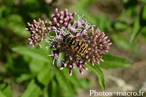 Myathropa florea