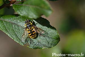 Myathropa florea