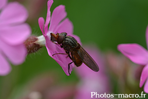 Rhingia campestris