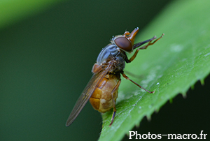 Rhingia campestris