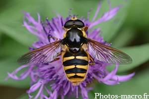 Sericomyia silentis