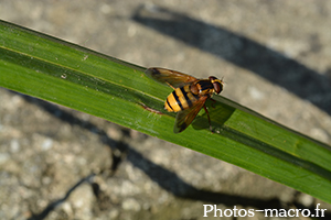 Volucella inanis