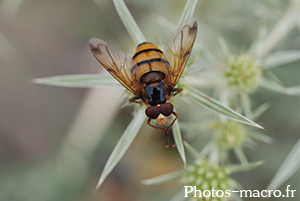 Volucella inanis