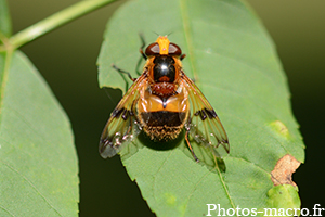 Volucella inflata