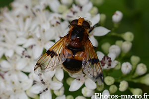 Volucella inflata