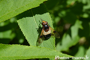 Volucella pellucens