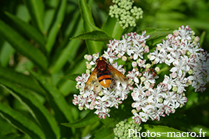 Volucella zonaria